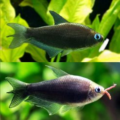 black emeperor tetra