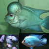 Thai Silk Blue Flowerhorn