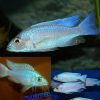 White Knight Ice Electric Blue