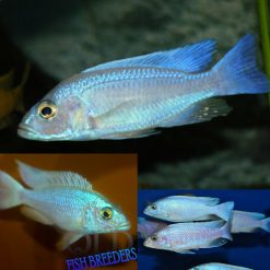 White Knight Ice Electric Blue