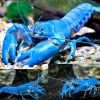 Electric Blue Yabby Large - 15cm