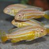 Albino Auratus Cichlid