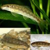 Green Chinese Algae Eater Sucker