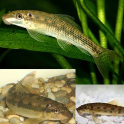 Green Chinese Algae Eater Sucker