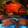 Red Oscar Cichlid (Astronotus ocellatus)