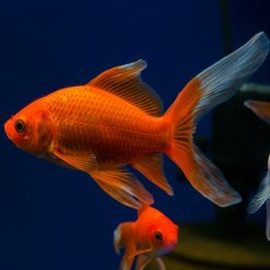 Comet Goldfish XXL Large