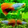 Coral Blue Hi Fin Platy