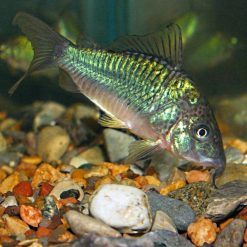 Emerald Green Cory Catfish
