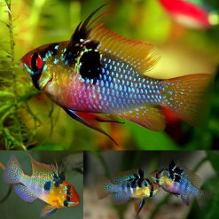 German Blue Ram Cichlid (Mikrogeophagus ramirezi)
