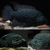 Polleni Black Diamond Cichlid