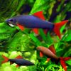 rainbow shark