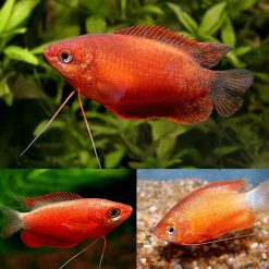 Orange Flame Gourami
