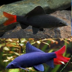 red tail black shark