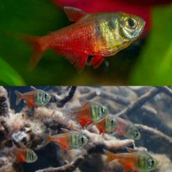 flame tetra