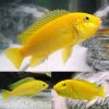 Imported Electric Yellow Cichlid