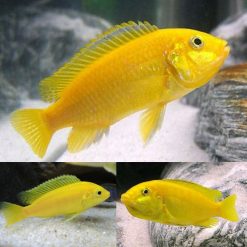 Imported Electric Yellow Cichlid
