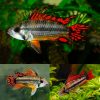 Apistogramma Cacatuoides Super Red Dwarf Cichlid