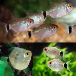 balloon red lamp eye tetra