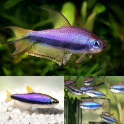Blue Emperor Tetra