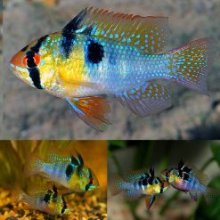 Blue Ram Cichlid (Mikrogeophagus ramirezi)
