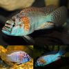 Burtoni Cichlid