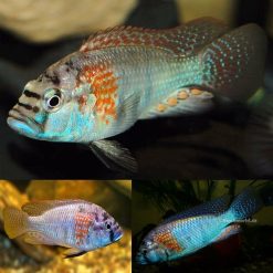 Burtoni Cichlid