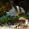 Wotroi Cory Catfish