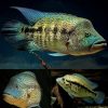 Dovii Wold Cichlid