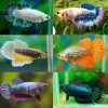 Premium Assorted Female Bettas
