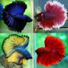 Assorted Halfmoon Betta Male