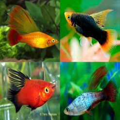 Assorted Hi Fin Platy