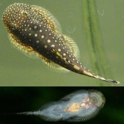 borneo sucker spotted