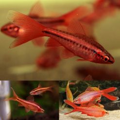 Longfin Cherry Barbs