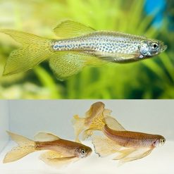 longfin leopard danio
