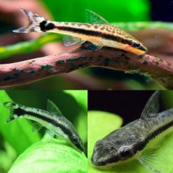 Otocinclus Catfish