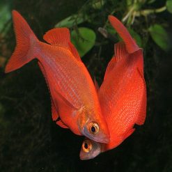 Red Rainbowfish