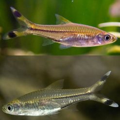 scissortail rasbora