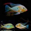 Threadfin Acara Cichlid (Acarichthys Heckelii)