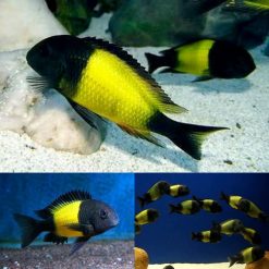 Ikola Tropheus cichlid
