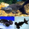Black Bubble Eye