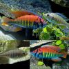 Ruti Island Flameback Cichlid