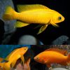 leleupi Orange aka Lemon Cichlid (Neolamprologus Leleupi)