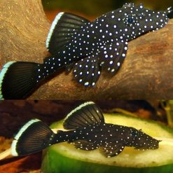 Peppermint Bristlenose