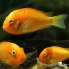 Red Phoenix Cichlid