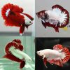 Red White Dragon Betta Halfmoon Male