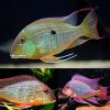 Red Horseface Eartheater Cichlid ( Geophagus Surinamensis)