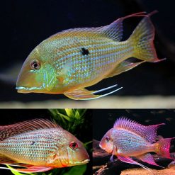 Red Horseface Eartheater Cichlid ( Geophagus Surinamensis)