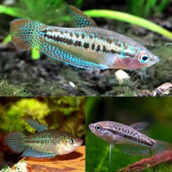 Sparkling Pygmy Gourami