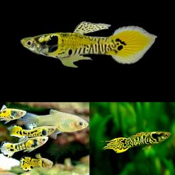 Tiger Endler Guppy Male