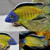 Flavescent Peacock cichlid